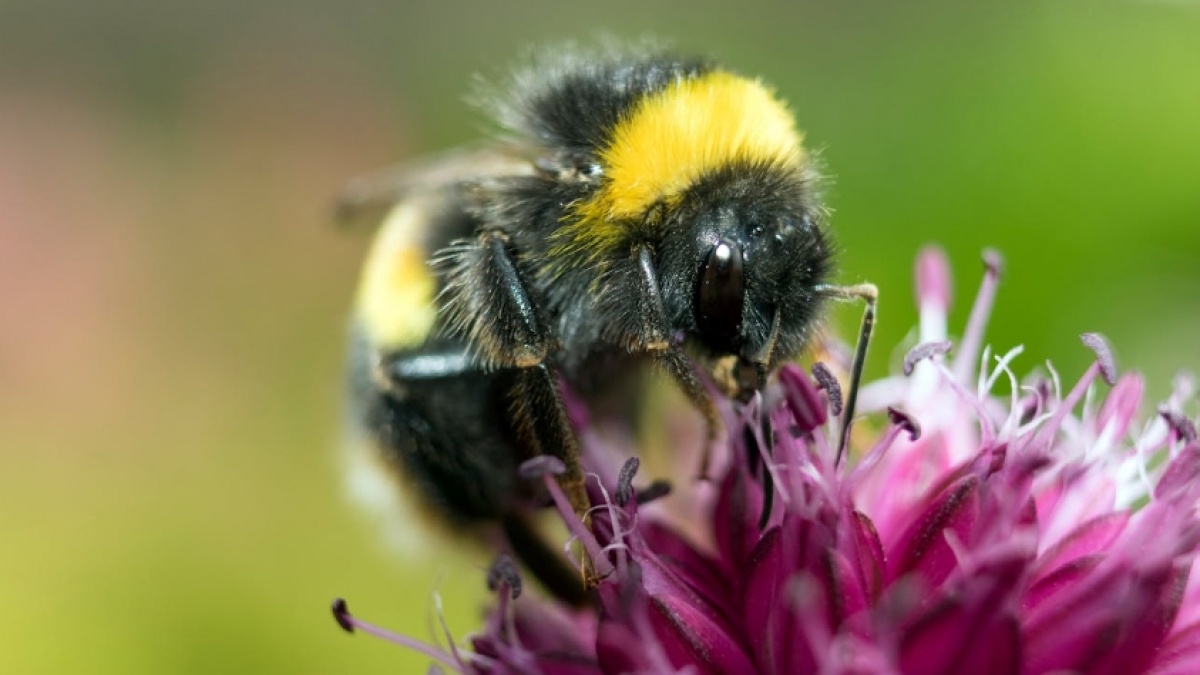 Studi Baru Ungkap Lebah Bumblebee Bisa Dilatih Mengenali Kode Morse
