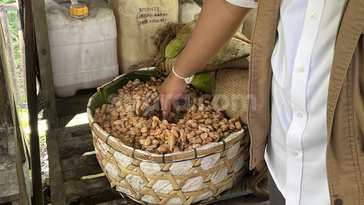 Gaji Petani Kakao Indonesia Bisa Tembus Rp 10 Juta per Bulan, Ini Rahasianya