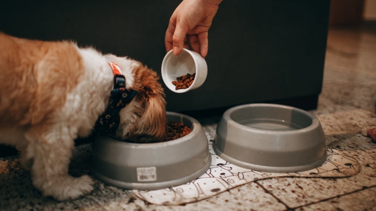 Studi: Banyak Makanan Anjing Rumahan Tidak Penuhi Kebutuhan Gizi
