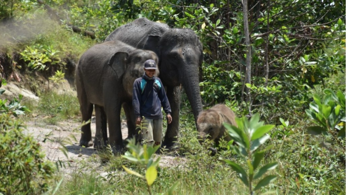 Mengenal Taman Nasional Tesso Nilo, Rumah Terakhir Gajah Sumatera yang Direbut Kebun Sawit Ilegal