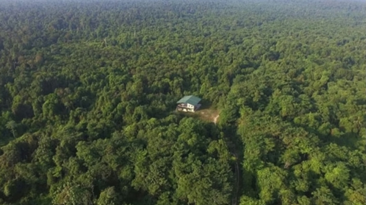 Berapa Biaya Masuk Taman Nasional Tesso Nilo? Rumah Gajah Sumatera yang Digusur Kebun Sawit