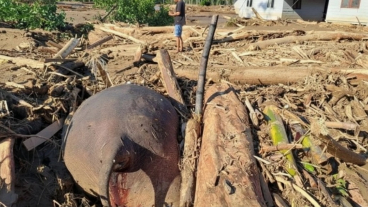 Berapa Sisa Populasi Gajah Sumatera? Viral Ikut Terseret Banjir