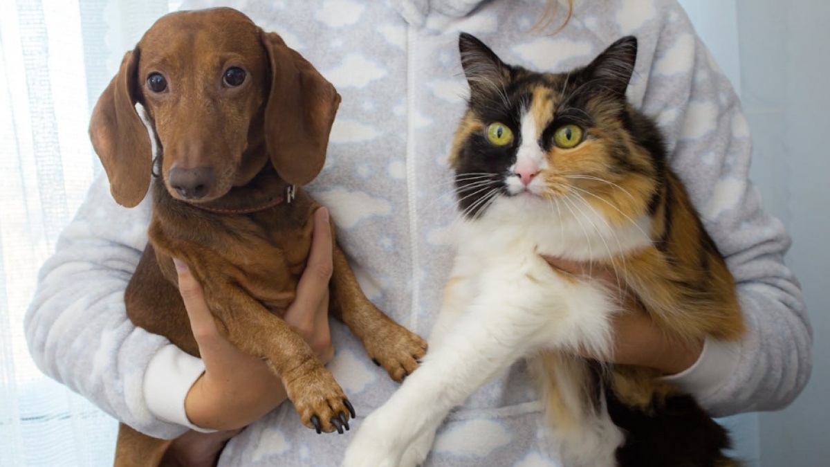 Studi Ungkap Pemilik Peliharaan Sering Percaya Anjing dan Kucingnya Punya Emosi
