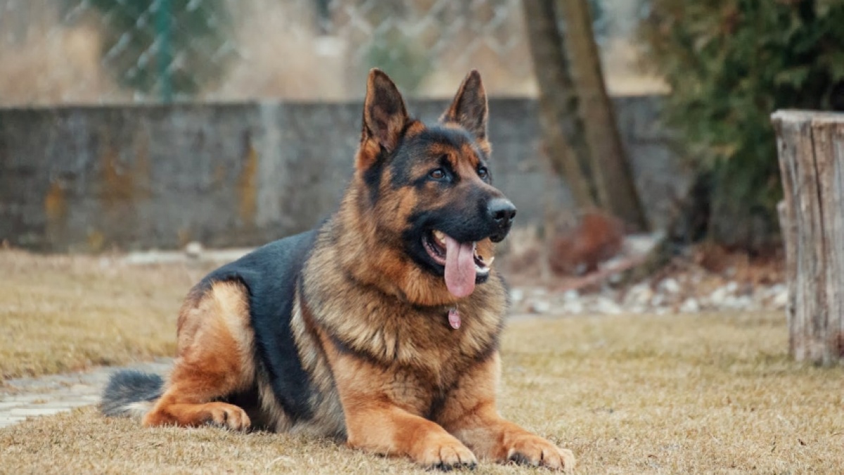 Viral Anjing Berkeliaran dan Diduga Serang Kucing di Jagakarsa, Sudin KPKP Beri Peringatan