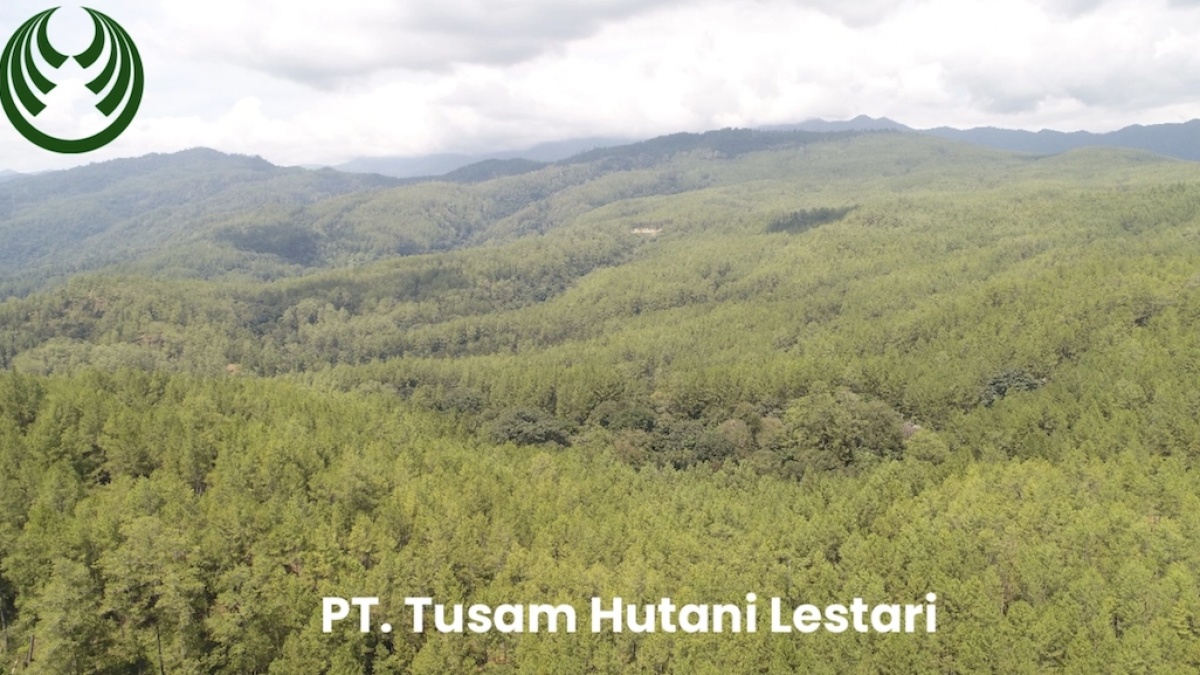 PT Tusam Hutani Lestari Punya Siapa? Menguasai Lahan Hutan Aceh Sejak Era Soeharto
