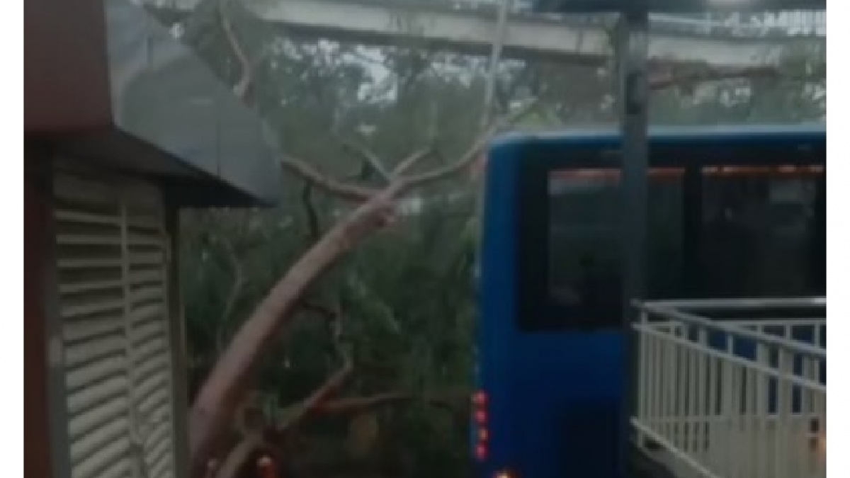 Hujan Deras Lumpuhkan Tiga Koridor Transjakarta, Rute Dialihkan karena Pohon Tumbang