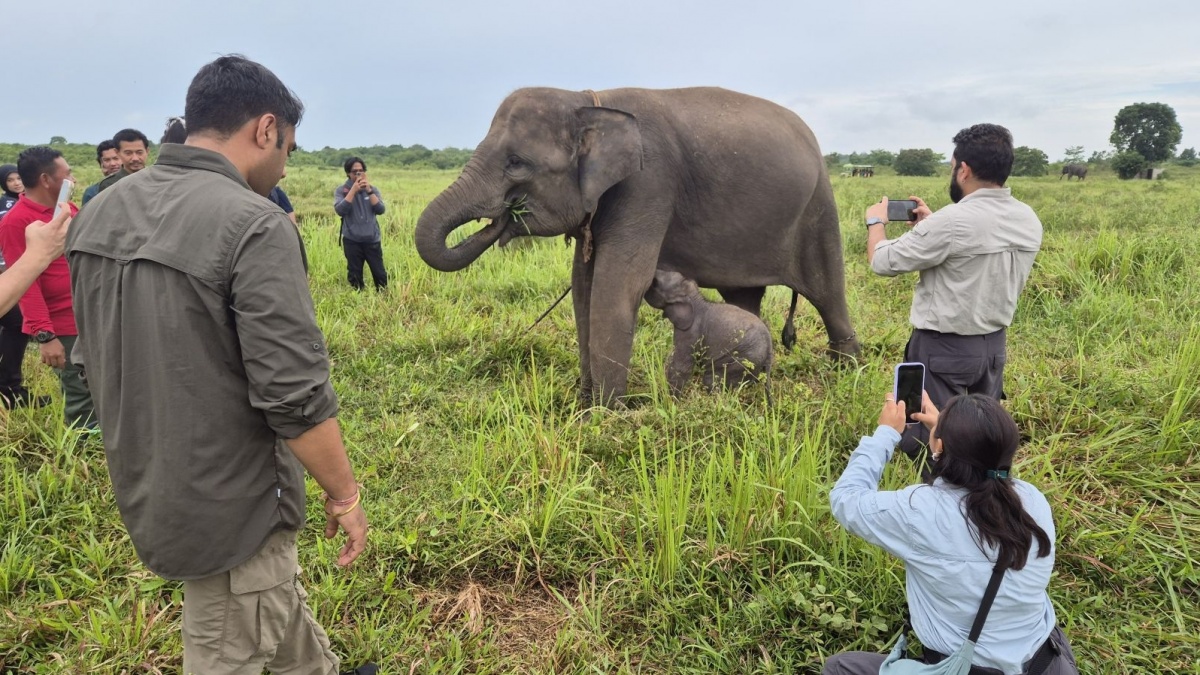 Gandeng Vantara India, Kemenhut Revitalisasi Rumah Sakit Gajah Way Kambas