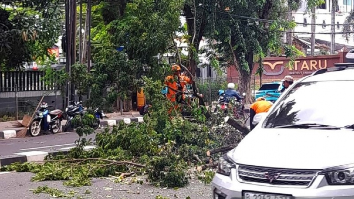 Enam Pohon Tumbang di Jakarta Akibat Cuaca Ekstrem, Timpa Rumah dan Kabel Listrik