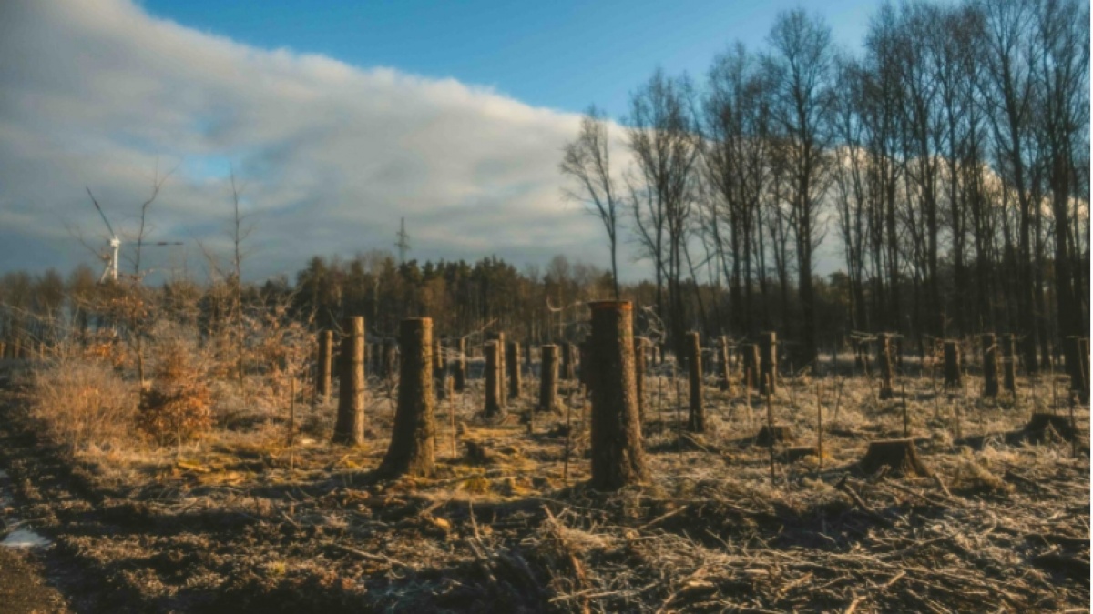 Bagaimana Deforestasi Picu Krisis Air dan Pangan? Ini Temuan KEHATI