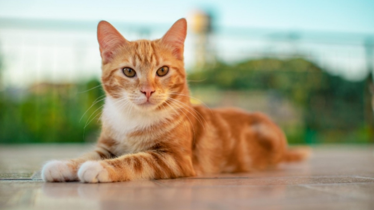 Dari Selera Hingga Nutrisi, Riset Ilmiah IPB Siapkan Standardisasi Baru Makanan Kucing