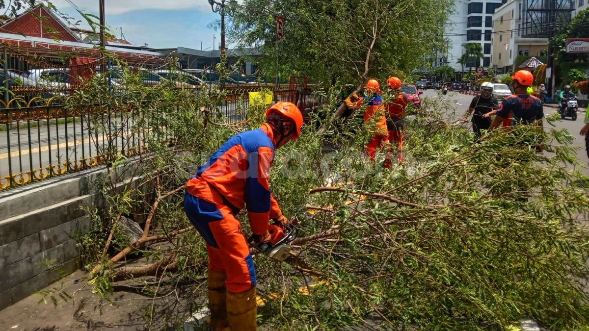 Hujan dan Angin Kencang, Satu Pengendara Motor Tewas Tertimpa Pohon Tumbang di Lenteng Agung