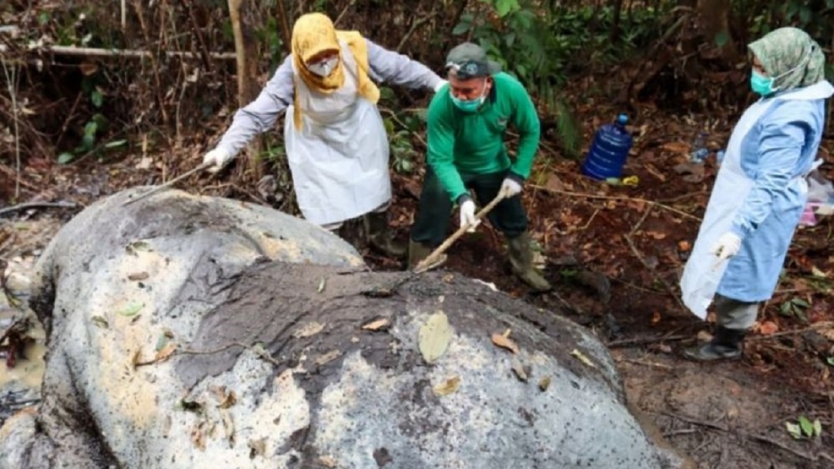 Tragedi Gajah Riau: Tiada Tahun Tanpa Kematian, Gading Hilang dan Kepala Dipotong Pemburu
