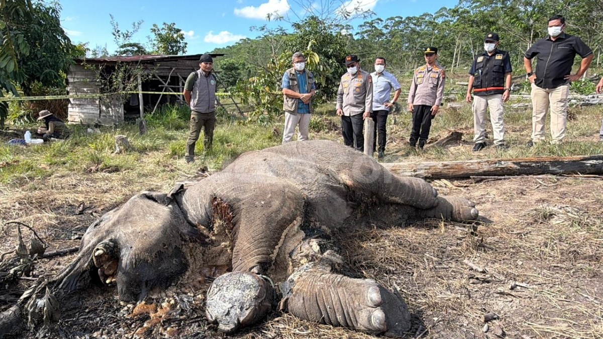 Bawa Reserse dan Labfor, Kapolda Riau Cek Lokasi Penemuan Anak Gajah Mati di Tesso Nilo