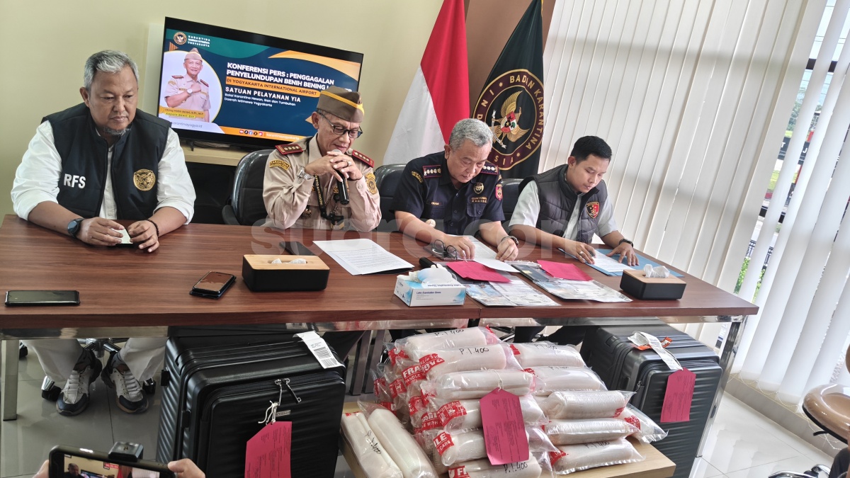 Penyelundupan 54.096 Benih Lobster di Bandara YIA Digagalkan, Nilainya Capai Rp1 Miliar