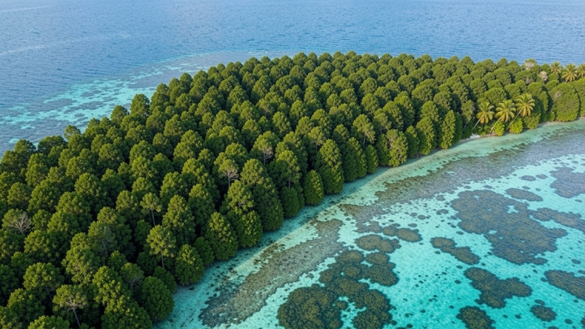 Bukan Hanya Hutan, Blue Carbon Jadi Kunci Baru Redam Krisis Iklim: Seberapa Efektif?