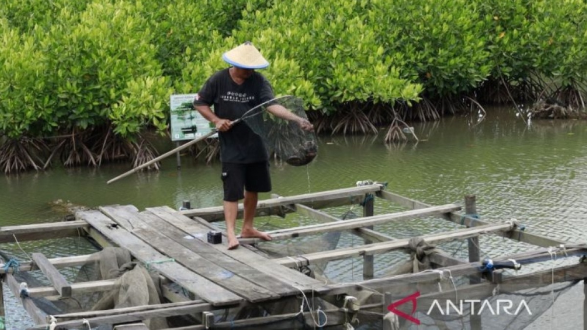 Krisis Tambak di Kaltim: Bagaimana Petambak Bisa Bertahan di Tengah Perubahan Iklim?