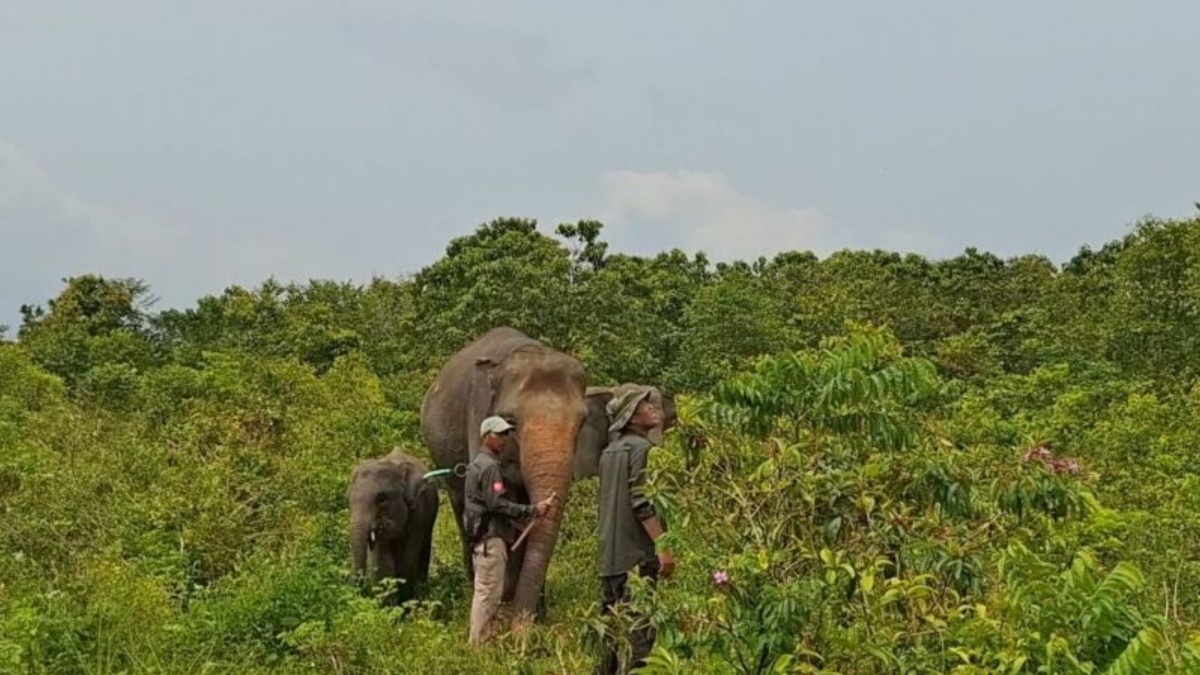 Api di Way Kambas Berhasil Dipadamkan, Kemenhut Pastikan Kondisi Gajah Sumatra Aman