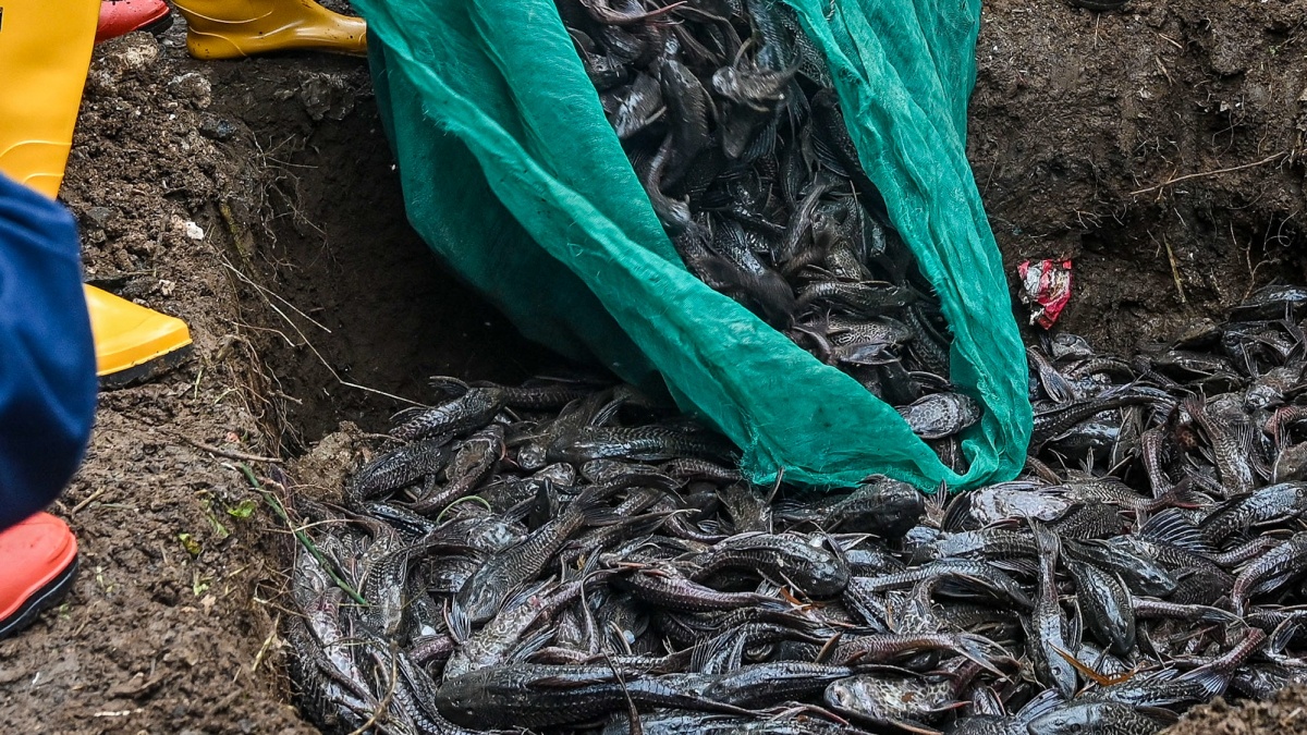 Sehari Operasi, Anak Buah Pramono Tangkap 6,98 Ton Ikan Sapu-sapu