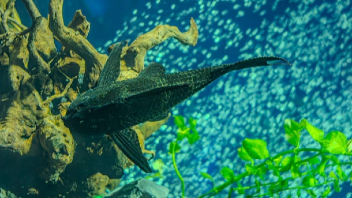 Dimusnahkan Pemprov Jakarta, Memangnya Apa Dampak Buruk Ikan Sapu-Sapu Bagi Lingkungan?