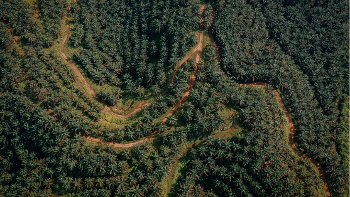 Sudah Dapat 4 Juta Ha Lahan, Agrinas Akan Buka 400.000 Ha Kebun Sawit Baru