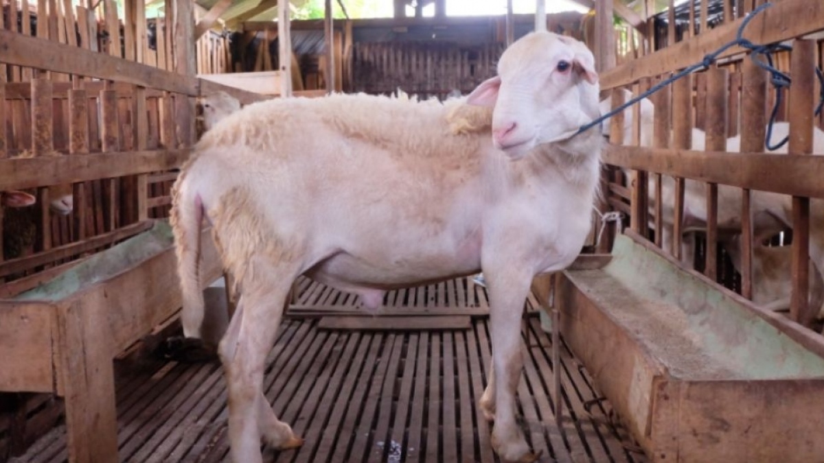 Beternak Kambing untuk Dijual di Idul Adha 2026: Tutorial Memilih Bibit Unggul, Usia Minimal Berapa?