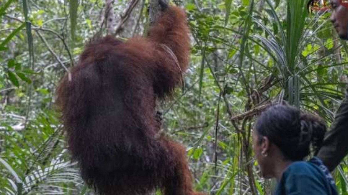 Tragedi Orang Utan Sempurna Mati Terpapar Asap, Anggota DPR Tagih Komitmen Kemenhut Atasi Karhutla