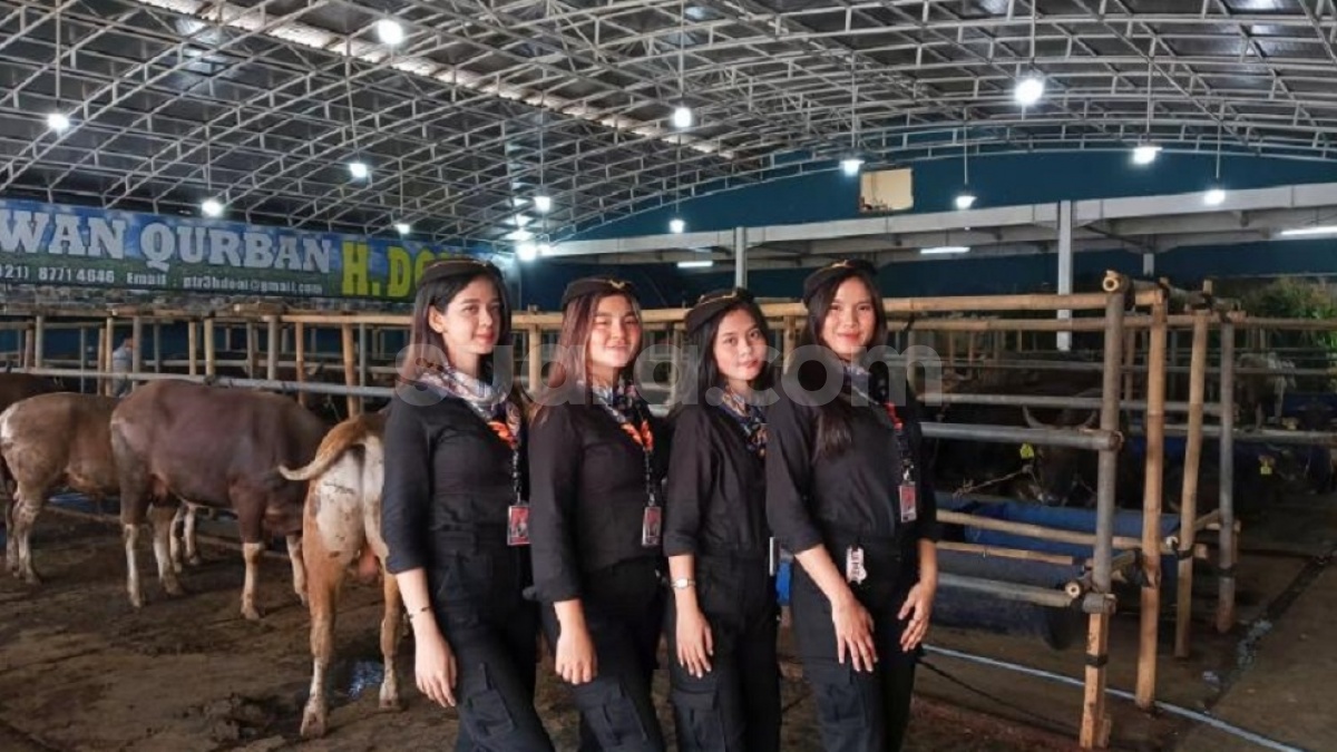 Beli Hewan Kurban di Depok Dilayani SPG ala Pramugari, Pembelinya Ada yang dari Luar Negeri