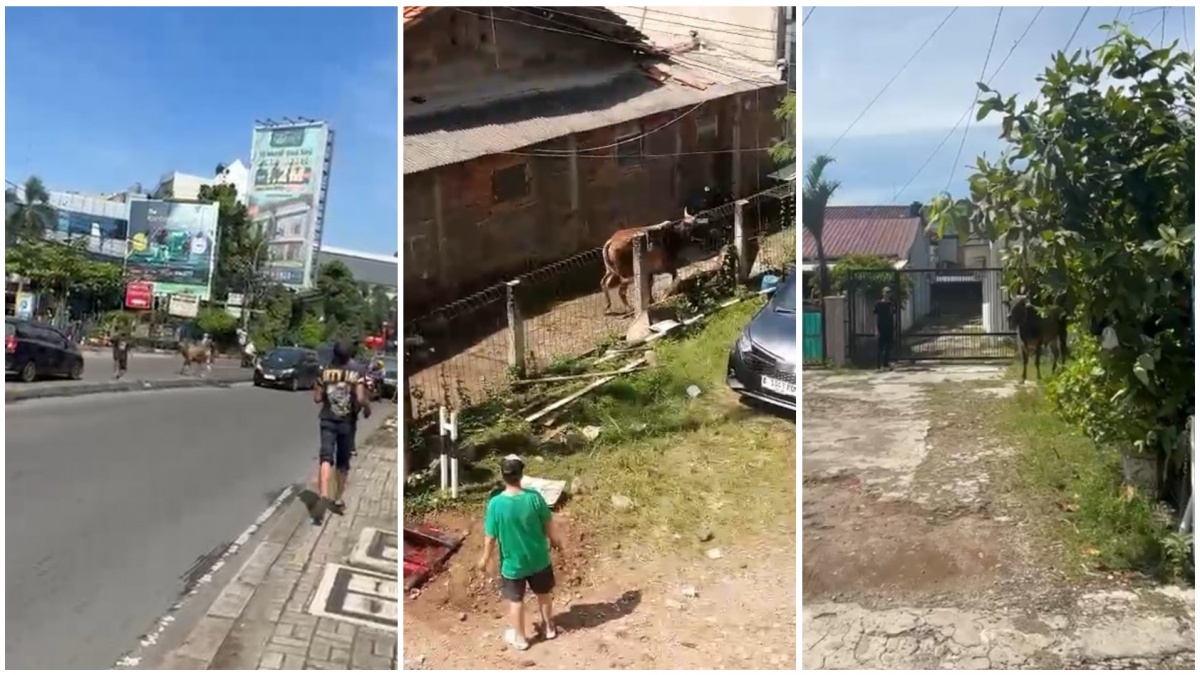 Viral! Sapi Kurban di Ciputat Ngamuk dan Lepas, Lari Sampai ke Asrama Putri UIN!