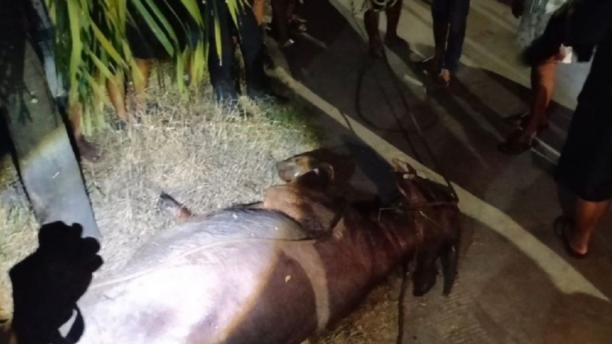 Bukan karena Disembelih, 2 Kerbau Kurban di Kudus Tumbang Didor Polisi