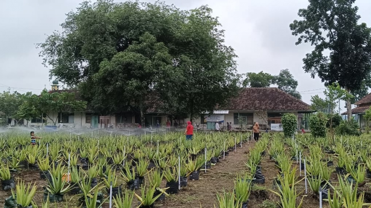 Bekas Klinik Peninggalan Belanda Dimanfaatkan Jadi Kebun Lidah Buaya, Nyiramnya Bisa Lewat HP