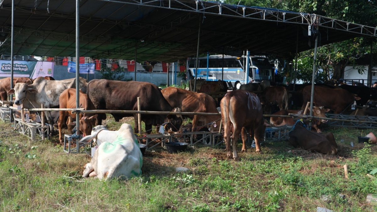 Peruri Tebar Hewan Kurban ke 4 Daerah