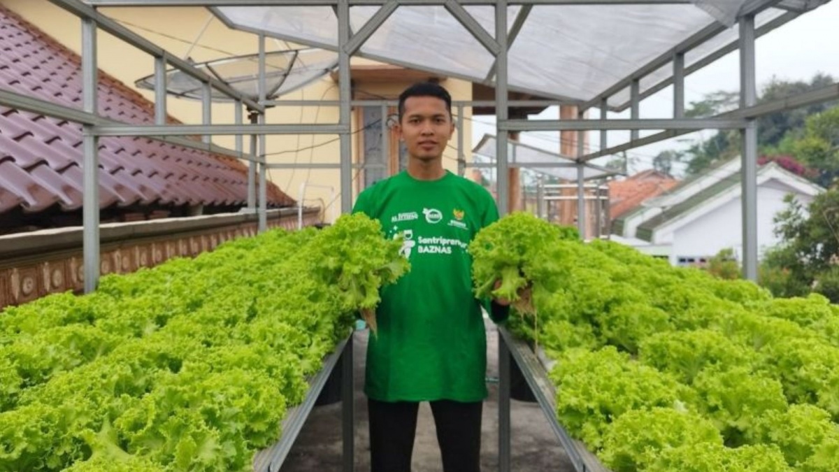 Jalan Sunyi Arif Menjaga Harapan Pertanian: Dari Loteng Sempit hingga Panen 7 Kuintal Selada