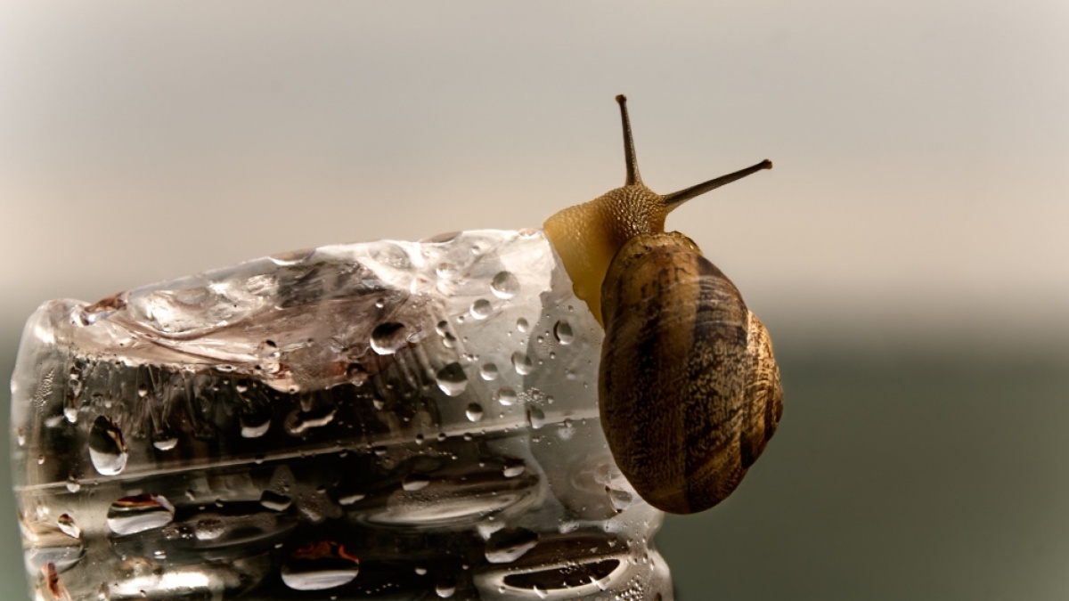 Snail Mucin untuk Apa? Ini 6 Manfaatnya untuk Kesehatan Kulit Wajah