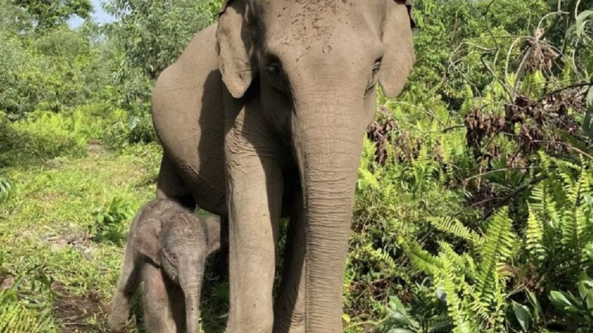 Kapolda Riau Beri Nama Nona Seroja untuk Anak Gajah di Tesso Nilo, Apa Maknanya?