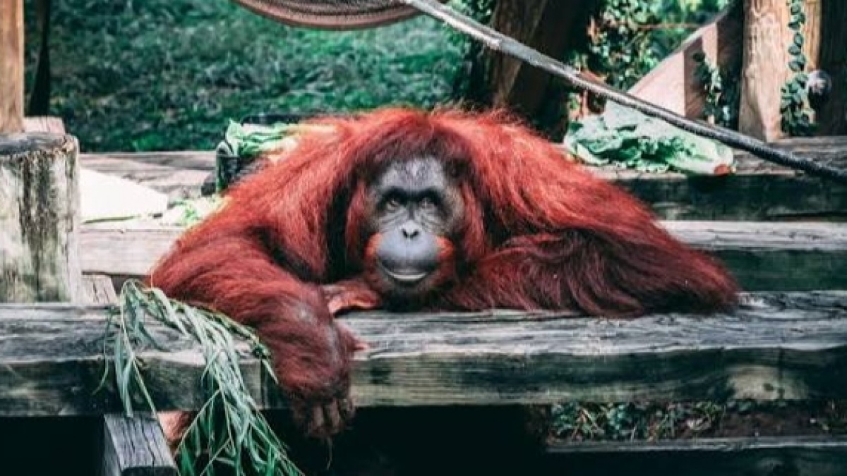 96 Orangutan Kalimantan Masuk Penanganan di Tengah Karhutla, Kemenhut Ungkap Kondisinya