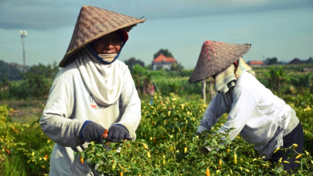 Petani Makin Sejahtera! NTP Agustus 2026 Capai 129,19 Ditopang Sawit hingga Ayam Ras