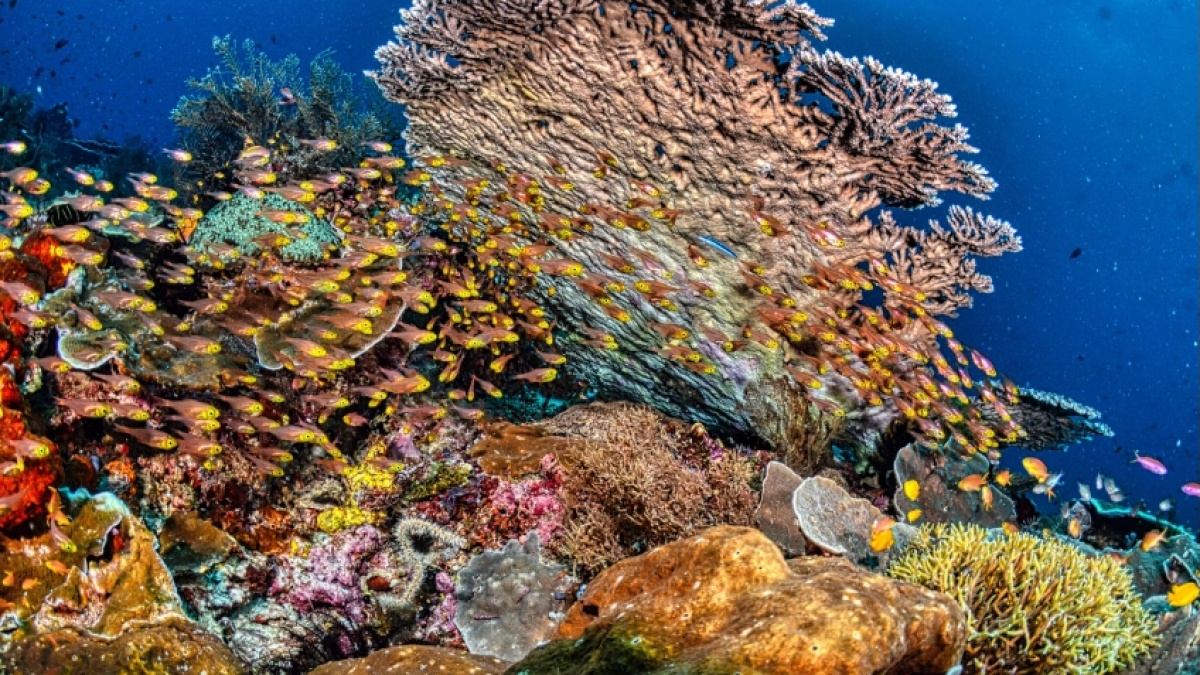 2.671 Substrat Karang Dipasang di Kepulauan Seribu, Bisakah Percepat Pemulihan Terumbu Karang?
