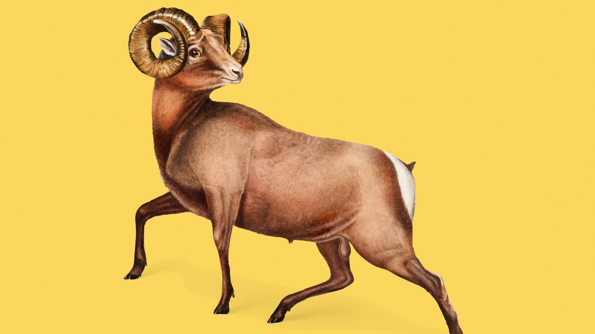 Sifat dan Karakter Shio Kambing dari Positif hingga Negatif