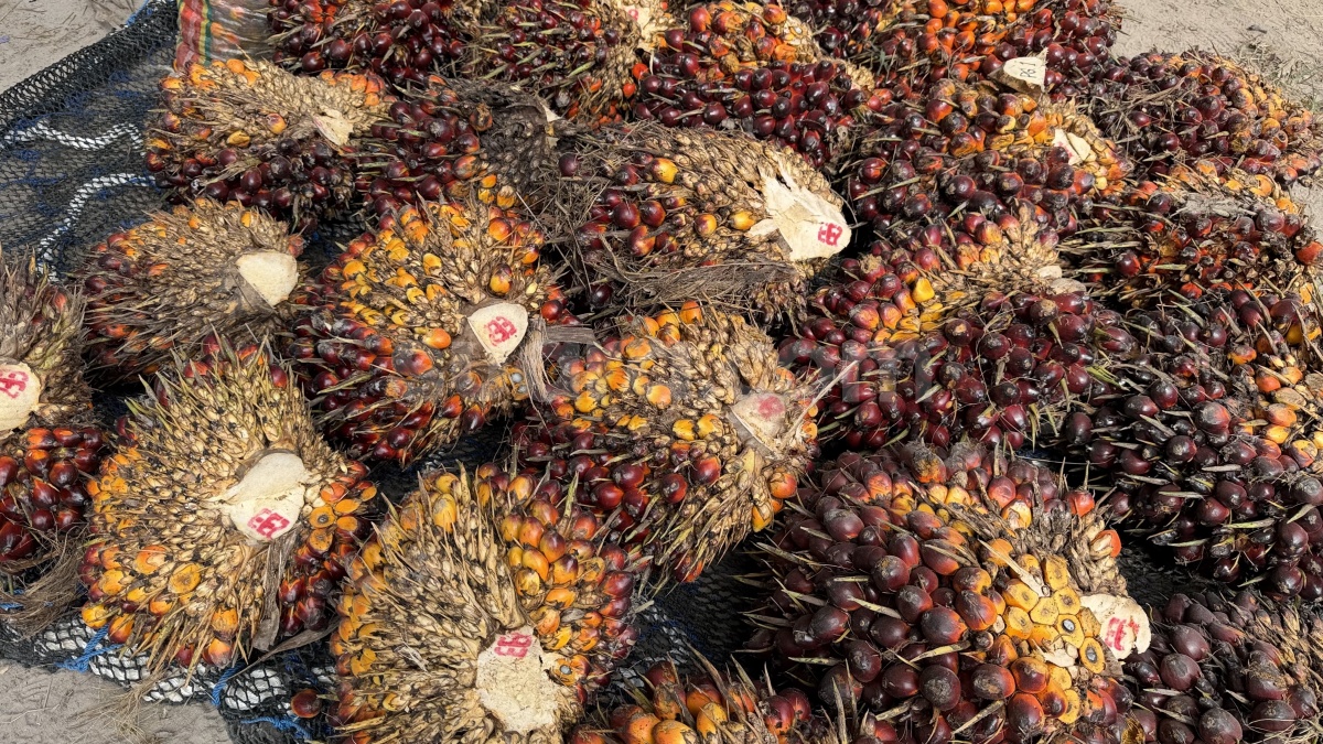 Bukan Buang Uang, Bea Cukai Ungkap Alasan Pabrik Sawit Dapat Fasilitas Khusus Kawasan Berikat