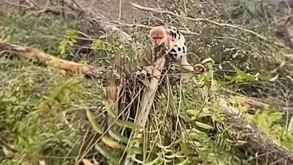 Viral Kuskus Waigeo di Atas Pohon Tumbang: Saat Hutan Habitat Satwa Endemik Papua Menyusut