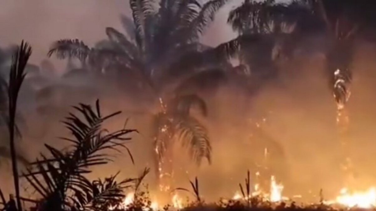 Kalimantan Belum Selesai, Karhutla Kini Kepung Papua Tengah: Api Makin Meluas