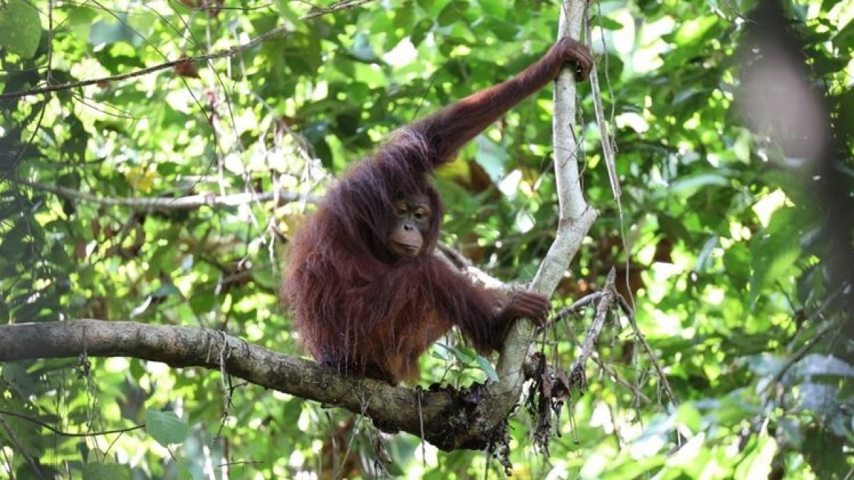Bagaimana Cara Adopsi Orang Utan? Ini Syarat, Biaya, dan Langkah Pendaftarannya