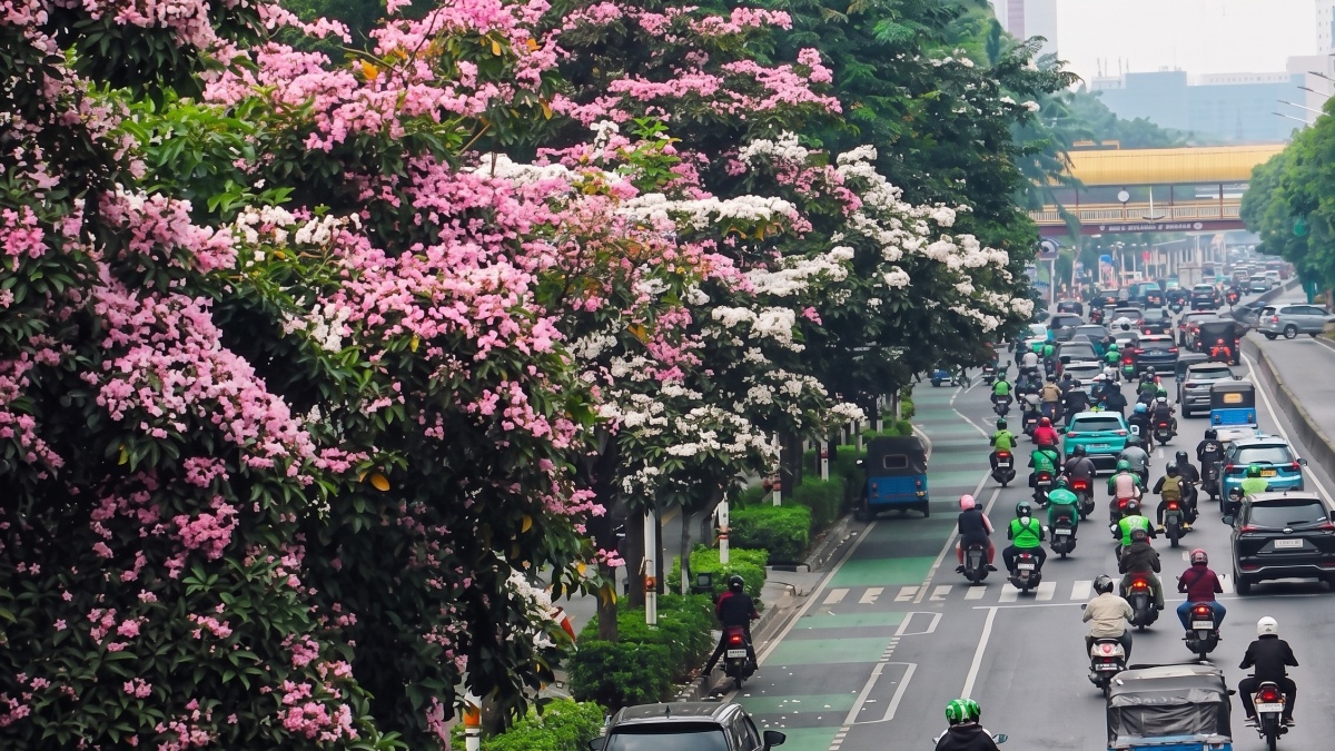 Rahasia di Balik Tabebuya Jakarta yang Mekar Saat Cuaca Terik