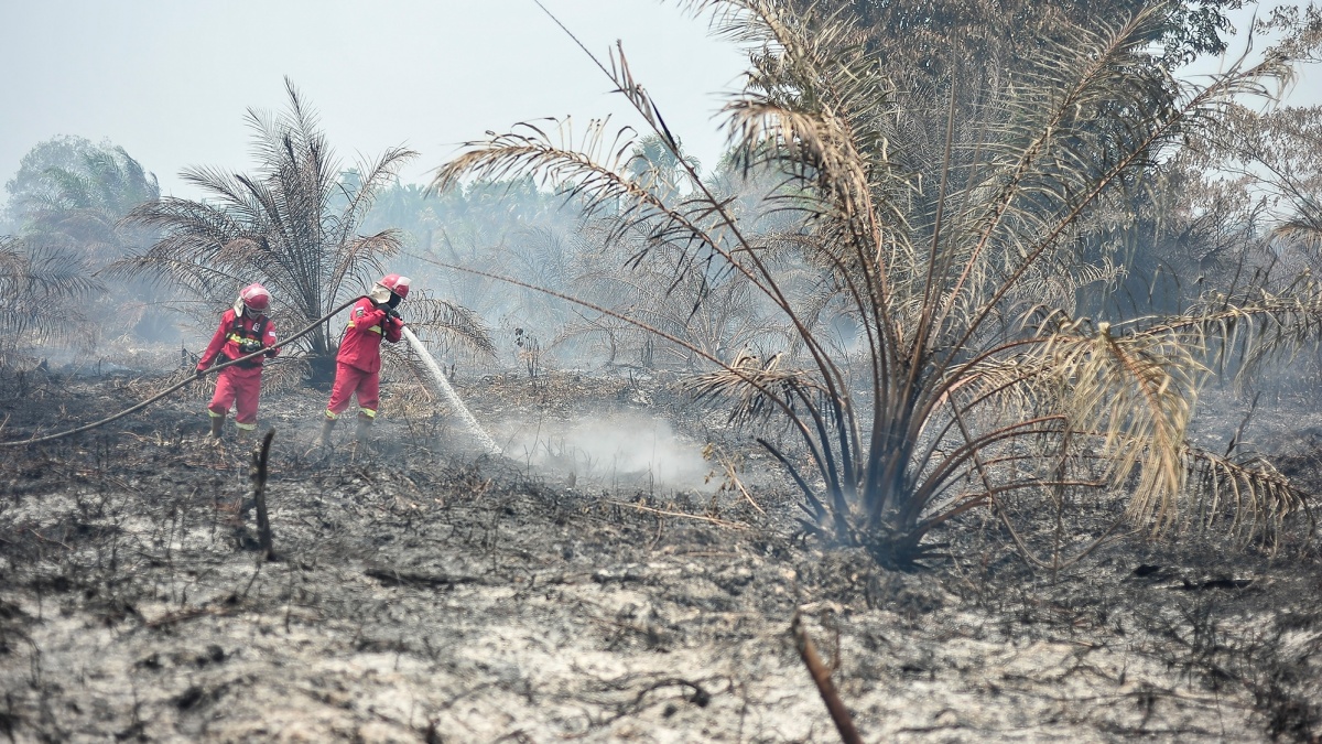 Jepang Kirim Pasukan Bela Diri Bantu Meredam Kebakaran Hutan Kalimantan