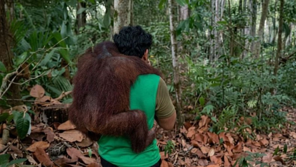 Karhutla Hancurkan 60 Persen Habitat Orang Utan Kalimantan