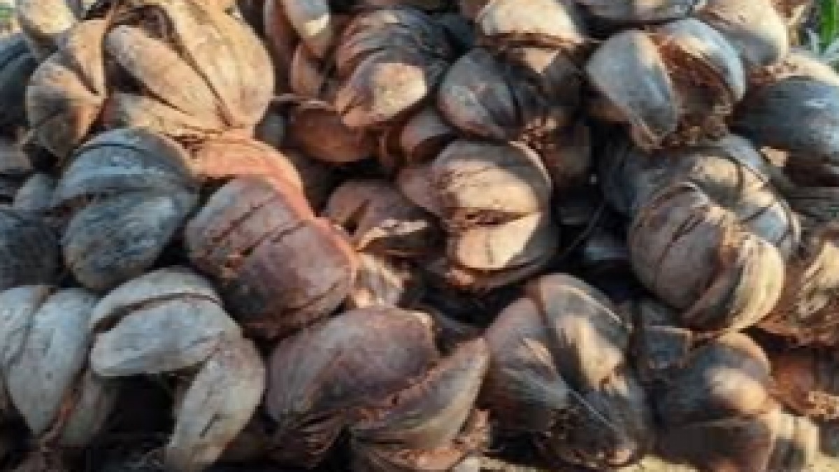 Limbah Sabut Kelapa Berpotensi Bikin Jalan Lebih Kuat dan Ramah Lingkungan; Bagaimana Caranya?