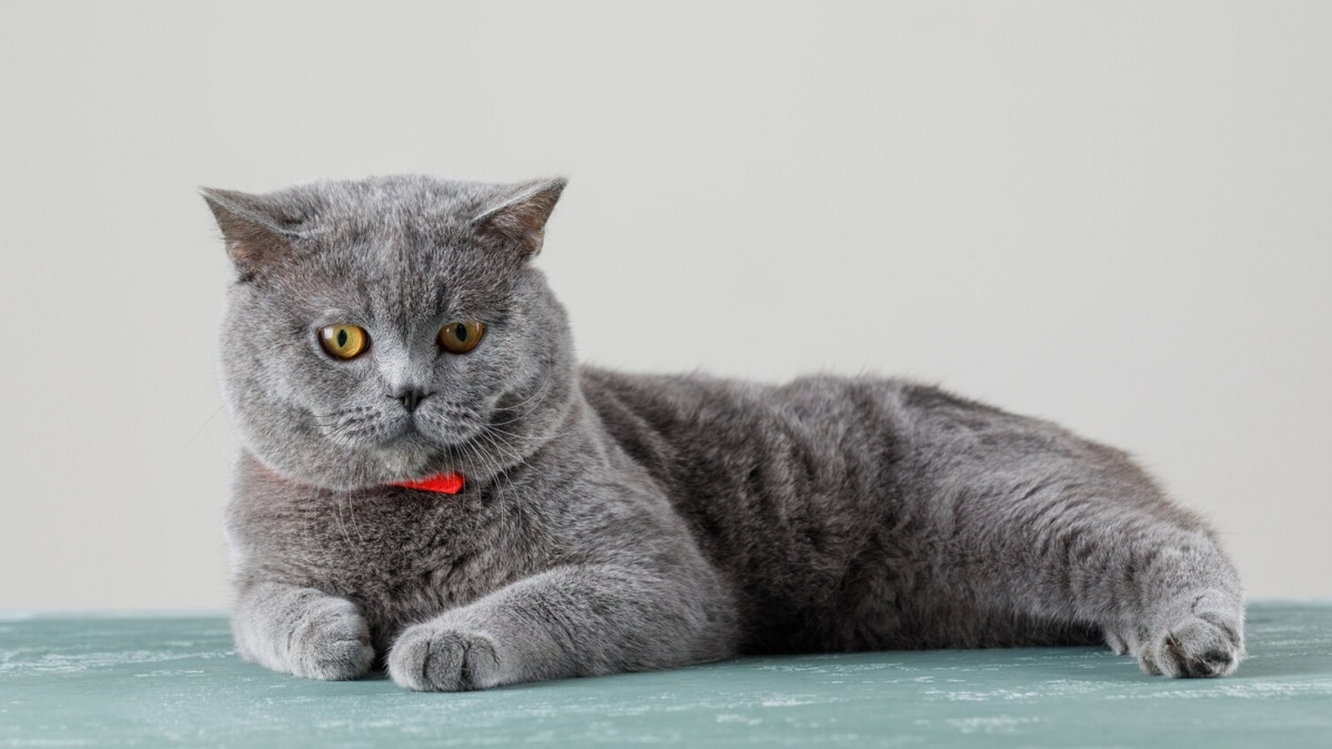 150 Nama Kucing Jantan Pembawa Rezeki dan Keberuntungan, Majikan Anabul Auto Hoki!
