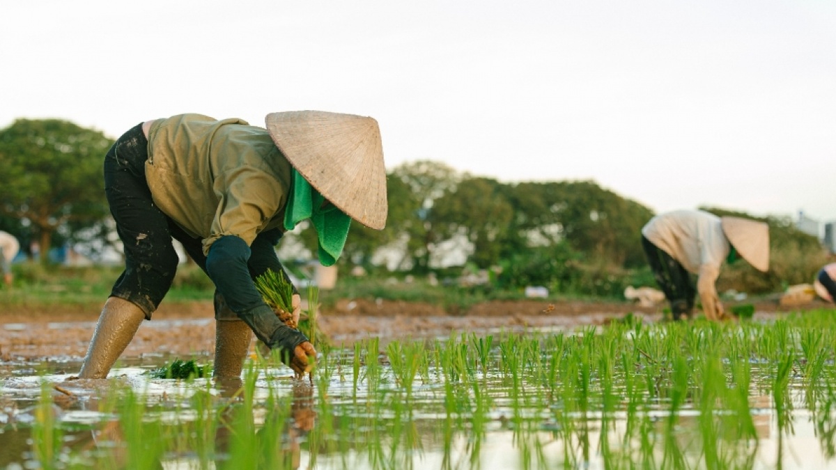 El Nino Ancam Ketahanan Pangan Global, Siapkah Indonesia? Ini Kata Ahli IPB