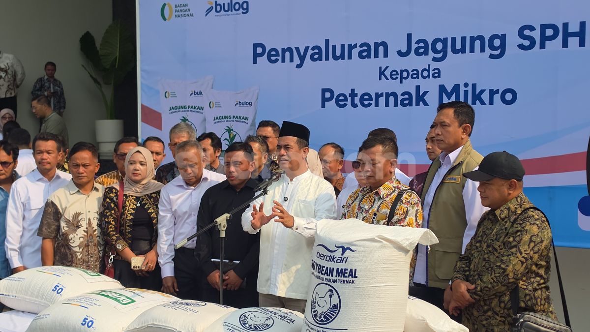 Harga Pakan Meroket Bikin Peternak Tekor, Mentan Minta Bulog Salurkan 250 Ribu Ton Jagung