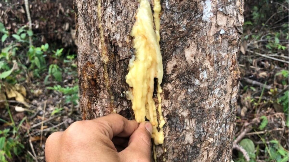 Kemenyan Berpotensi Jadi Bahan Parfum dan Aromaterapi, Bagaimana Manfaatnya bagi Masyarakat?